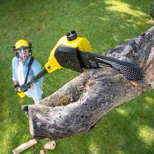 Leaf Removal in North Fort Myers, FL