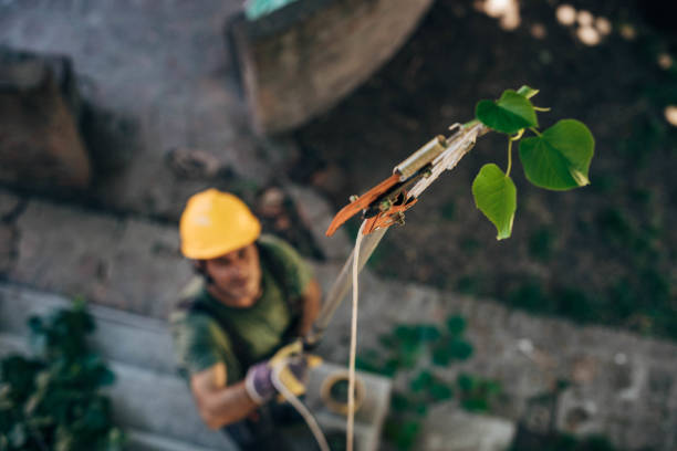 Best Tree Risk Assessment  in North Fort Myers, FL